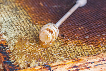 Honeycombs with honey and wooden honey dipper