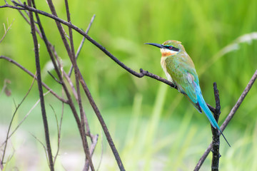 Blue tailed bee-eater (Merops philippinus) perching