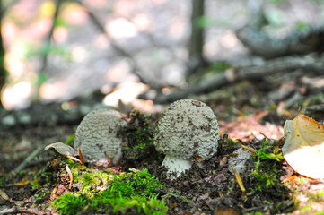  Edible Blusher fungi Amanita rubescens. Mushroom in forest