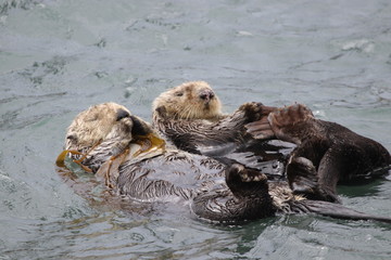 Sea otters