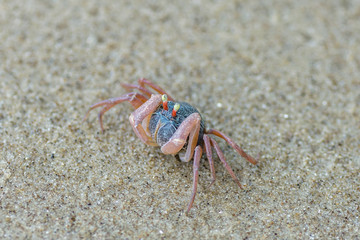 little cute round crab on sand