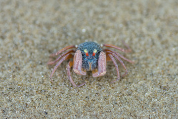 little cute round crab on sand