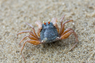 little cute round crab on sand