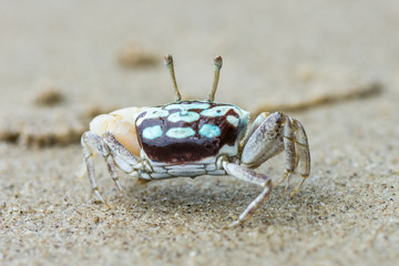 crab on beach
