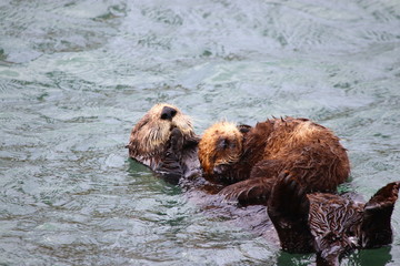 Sea otter pup sleeping on mom