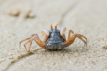 little cute round crab on sand