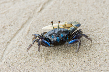 beautiful blue crab