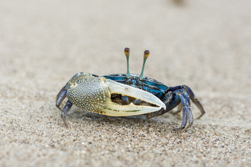 beautiful blue crab