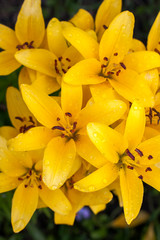 Obraz premium Lily Flower