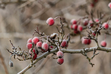 Close up of frozen brier with blured background