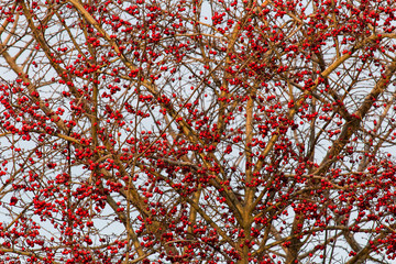 Frozen brier on tree with sky