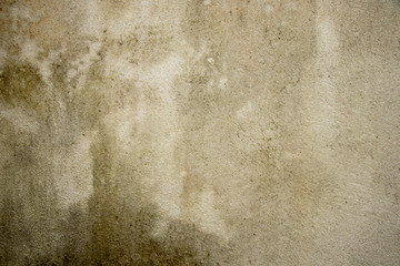 Fototapeta na wymiar old fungus wall texture white and brown