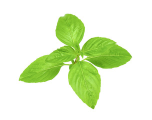 Fresh basil isolated on white clipping path