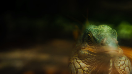 Photos bright green yellow iguana in the glass cage