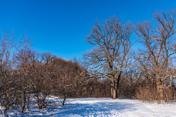 Beautiful winter woodland landscape - oak by the forest road