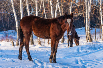 Young horses in the winter forest