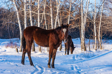 Fototapeta na wymiar Young horses in the winter forest
