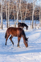 Young horses in the winter forest