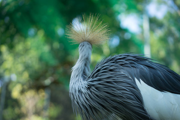 grey crowned crane bird