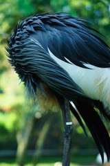 grey crowned crane bird