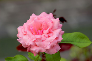 Rosa rosa screziata