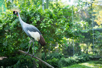 grey crowned crane bird