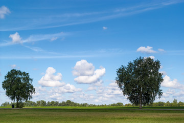 Blue sky with white fluffy clouds and foreground green meadow with two lone trees with green leaves. 