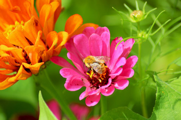Bombo nella zinnia