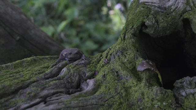 South African Black Rain Frog sitting on moss covered tree branch