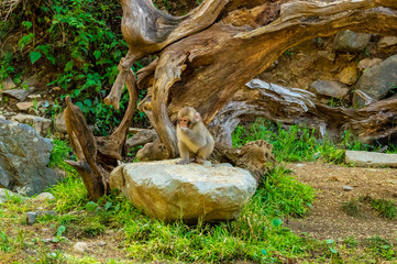 地獄谷野猿公園の秋
