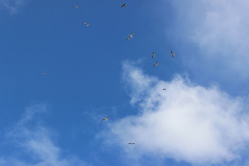 Libertad
