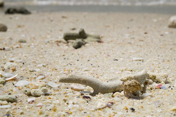 hermit crab macro shot at sea beach.