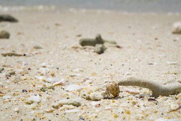 hermit crab macro shot at sea beach.
