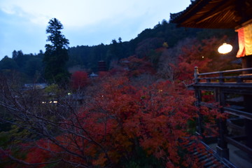 奈良の寺の夜景と門と紅葉
