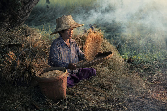Elderly Asian woman sitting winnowing rice  in the rice paddy countryside at Suphanburi Province in Thailand.