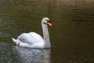 White swan in pool