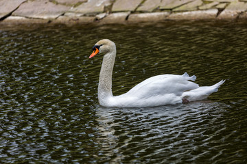 White swan in pool