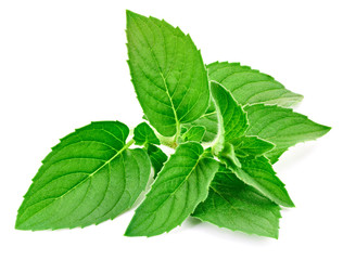 Fresh mint isolated Clipping Path