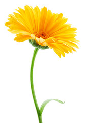 Marigold flower isolated