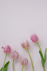 pink background with tulips