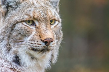 Luchs