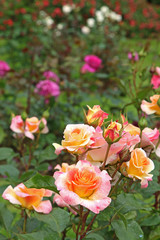 Obraz premium Roseraie