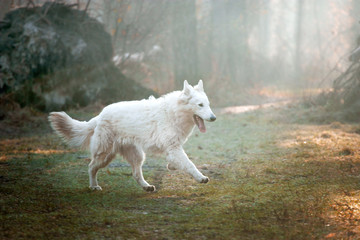 White Swiss Shepherd in the autumn forest