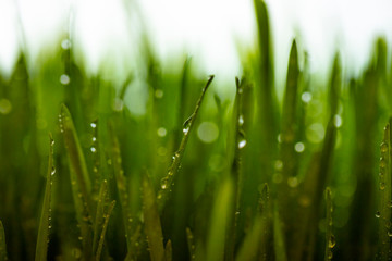 Fototapeta na wymiar green grass after rain 