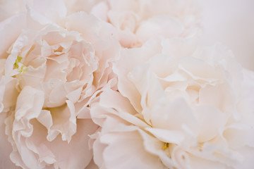pink flowers bouquet in white background