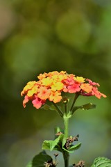 good morning beautiful flower