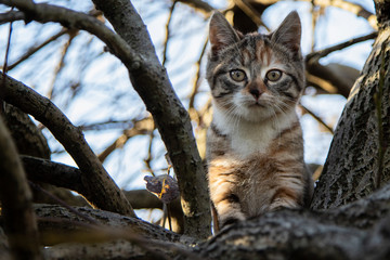 Naklejka na ściany i meble chat jouant dans les arbres