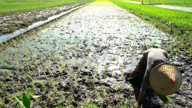 Farm worker planting rice seedlings in fertile soil Java Indonesia 