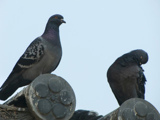 two pigeons on the roof of temple