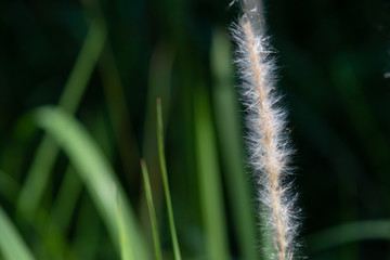 Obraz premium Kwiaty strzecha z rozmytym tłem